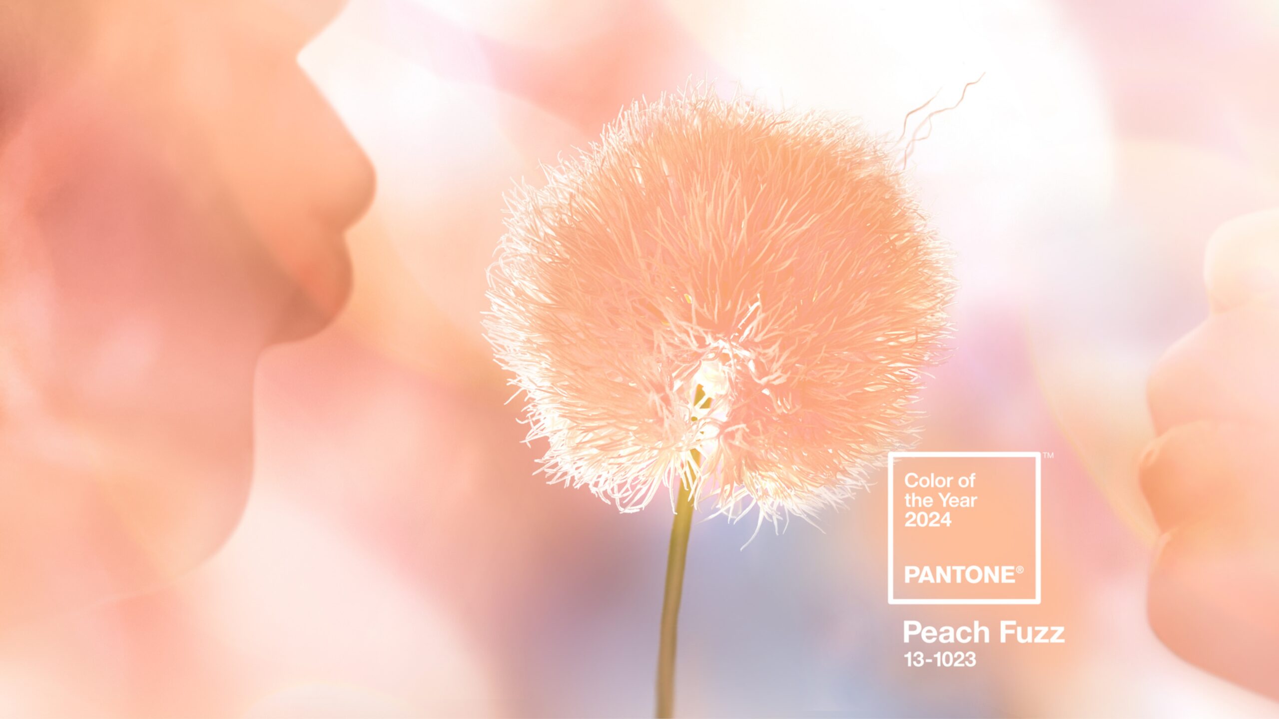 Peach Fuzz: Explorando a Cor do Ano 2024 da Pantone